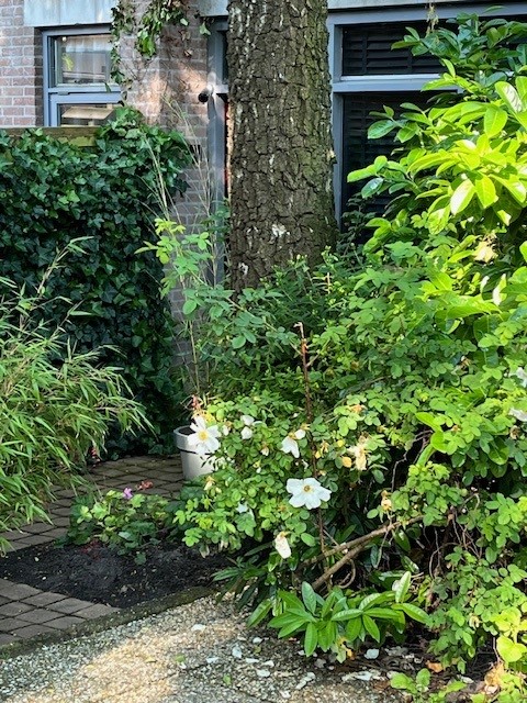 Jacobijnerkerkhof 16