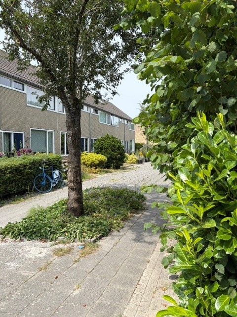 Blauwgras 69