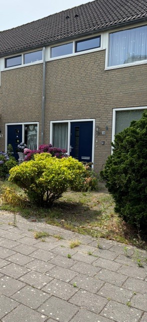 Blauwgras 69